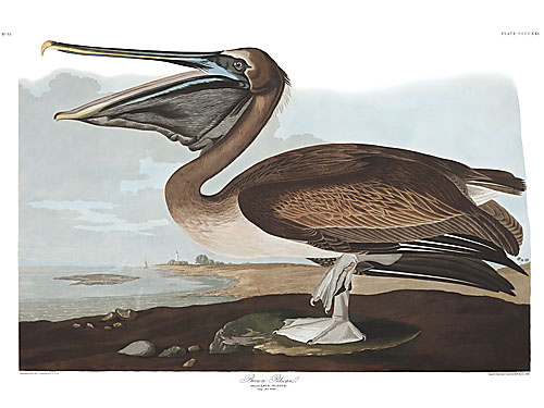 Brown Pelican